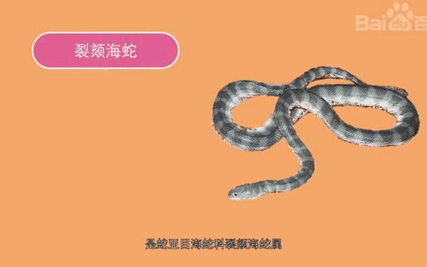 海蛇八卦牌 九头海蛇