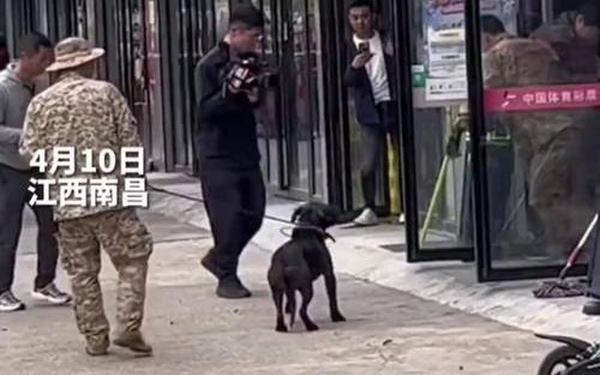 野猪冲进店被5只猎犬制服-野猪队补助方案