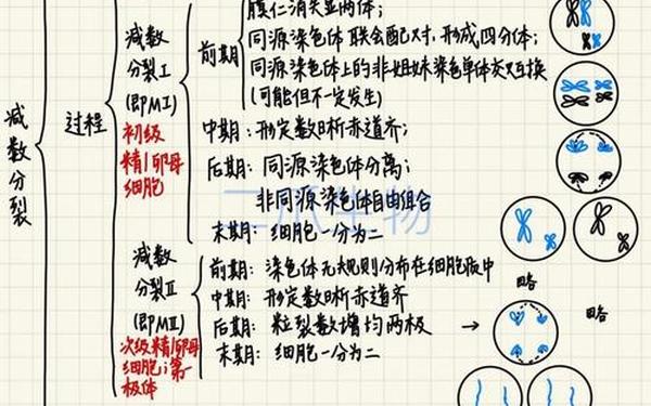 分裂细胞6(人一生细胞裂变多少次)