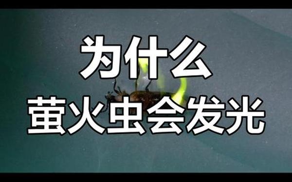 莹火虫在发光的时候同时也发热吗(萤火虫什么情况下会发光)