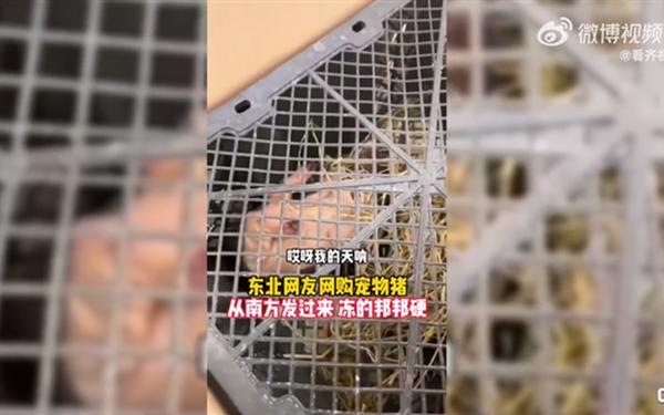 东北居民网购宠物猪收到已冻僵,宠物猪惨死