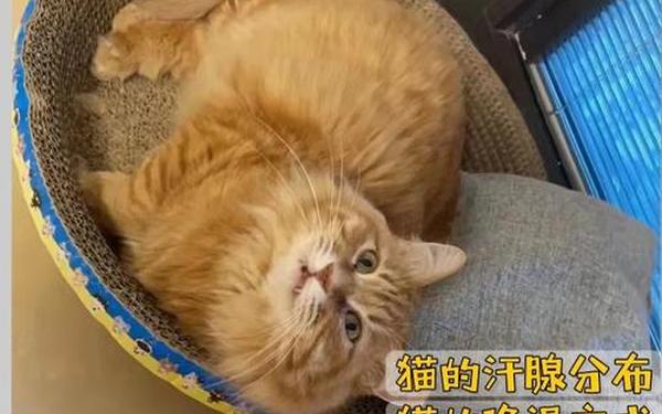狗狗身上调节体温的汗腺主要分布在哪里_猫狗身上有汗腺吗