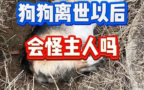 小狗掉50米深洞6年后被救出_梦见自己掉进洞里