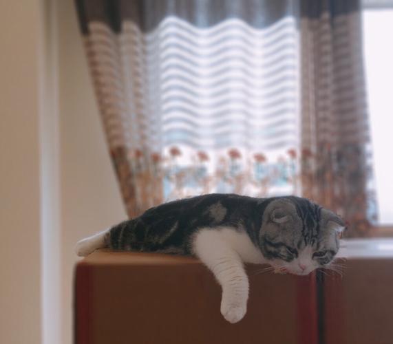 魔女与团子猫 中文正式版