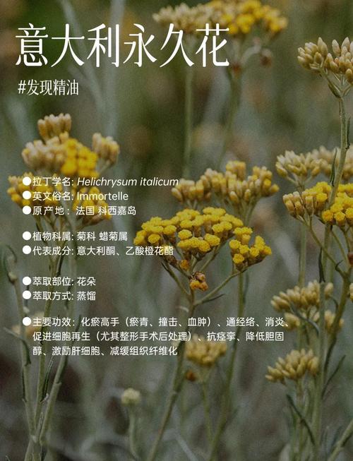 不凋之花 免安装绿色版