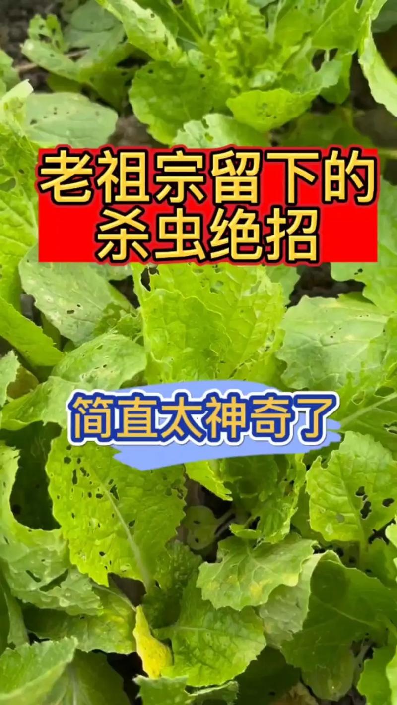 杀虫 免安装绿色正式版