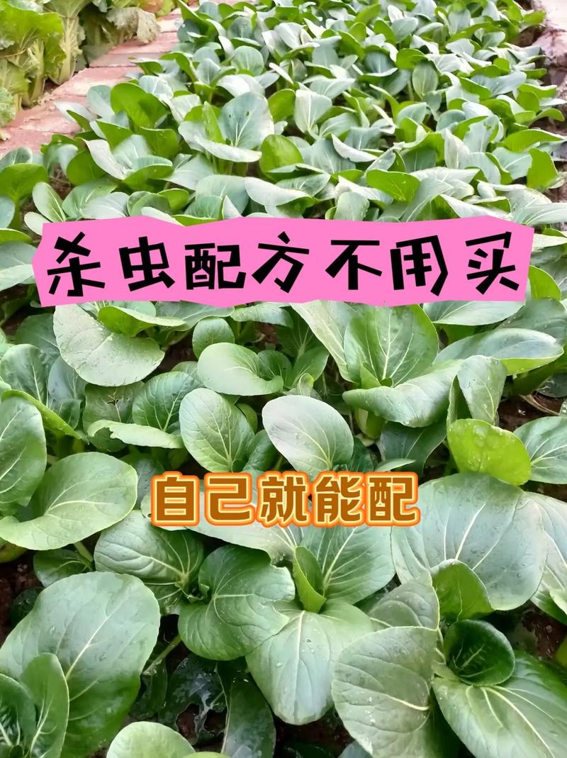 杀虫 免安装绿色正式版