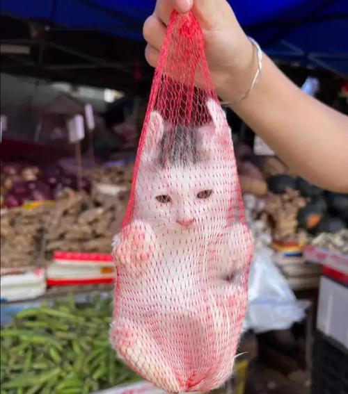 买号猫