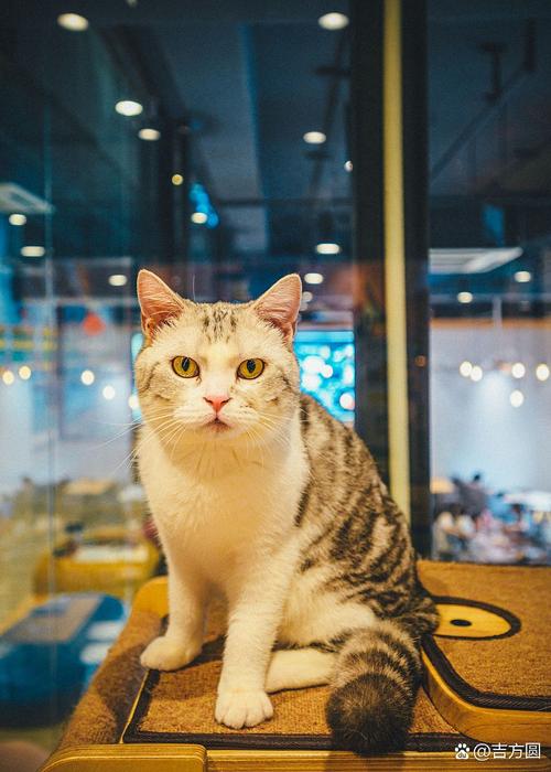 代练猫手机版