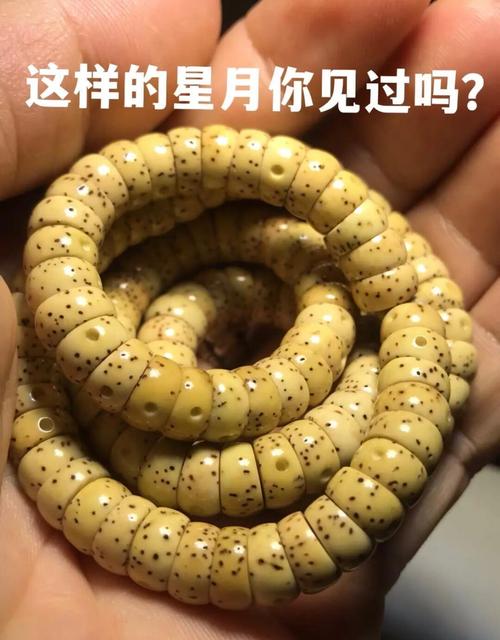 海螺打壳星月最新版