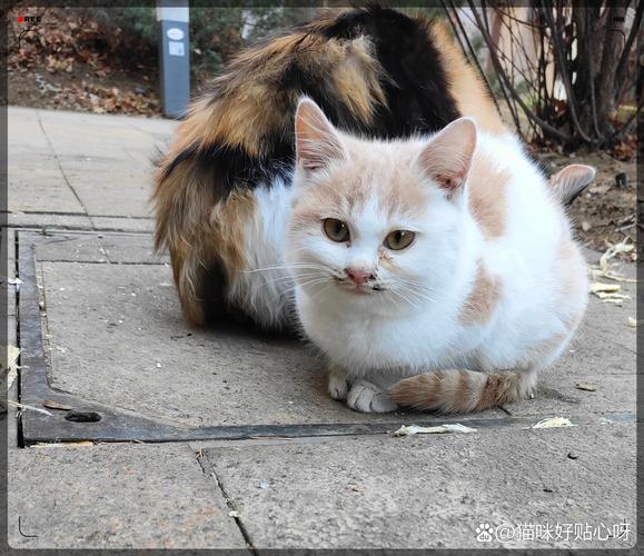 猫修